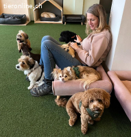 Biete liebevolle Tagesbetreuung für Hunde an - wie zu Hause