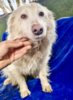 Bildhübsche , schüchterne Malin