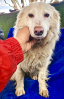 Bildhübsche , schüchterne Malin