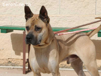 Bildhübscher Sharpei-Mischling Cherry sucht tolle Zweibeiner