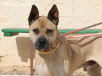 Bildhübscher Sharpei-Mischling Cherry sucht tolle Zweibeiner