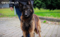 Bildschöner sozialer Athos sucht besonderes Zuhause