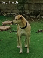 Billy sucht nach Liebe