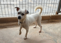 Bimbo - Kleiner Sonnenschein auf vier Pfoten