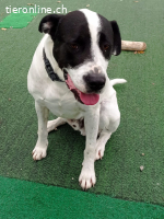 Bingo, ein Herz, dass gebrochen wurde