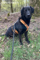 Blacky (6 Jahre) - Das Glück zum Greifen nah