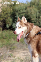 Blue - Glücksgriff für aktive Menschen, 68cm, 24kg