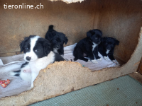 Bluey- Herzenbrecher mit Pfötchen voller Hoffnung