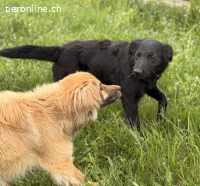 Bo ein feiner Hundebub