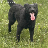 Bo ein feiner Hundebub