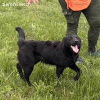 Bo ein feiner Hundebub