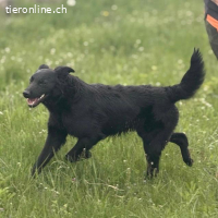 Bo ein feiner Hundebub