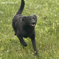 Bo ein feiner Hundebub