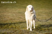 Bobby – treuer Herzenshund auf der Suche nach seinem Glück