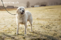Bobby – treuer Herzenshund auf der Suche nach seinem Glück