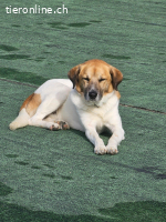 Bobo, ein Freund fürs Leben