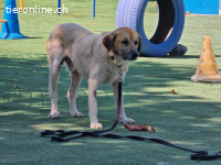 Bobo, ein Freund fürs Leben