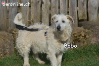 BOBO