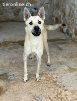 Boby - Sozialer und lebensfroher Entdecker