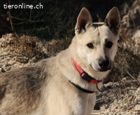 Boby - Sozialer und lebensfroher Entdecker
