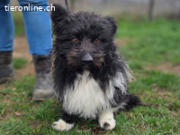 Bodri – Tamasi