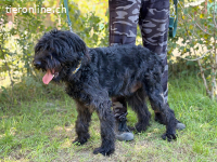 Bojti-3, hübscher Kerl