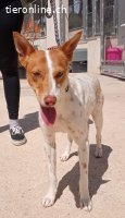 Bolero - möchte gerne das Hunde-1x1 kennen lernen
