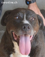 Bolivar - Vier Pfoten für ein Halleluja!