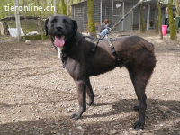 BONNIE, liebe Mixhündin, ca.4J.,*PS in CH-3400 Burgdorf*