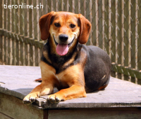 BOOMER - der Hund mit dem richtigen Riecher