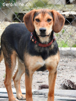 BOOMER - der Hund mit dem richtigen Riecher