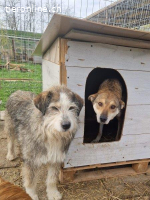 Boomer - verschmuster Individualist