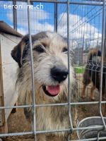 Boomer - verschmuster Individualist