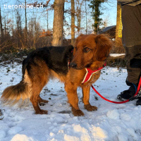 Bora, tolle Hündin sucht hundeerfahrenes Zuhause