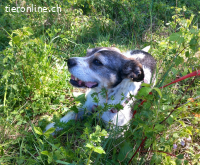 Borbas, tapferer Hundesenior