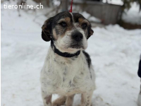 Borbas, tapferer Hundesenior