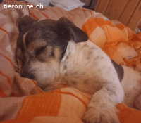 Borbas, tapferer Hundesenior