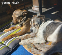 Borbas, tapferer Hundesenior