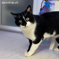 Boris wünscht sich ein Zuhause