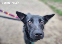 Boti – Tierheim Tamási