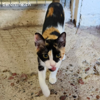 Brava - freche süsse Flauschemaus