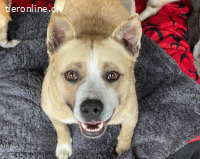 Briana sucht ein Zuhause