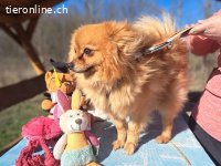 BRIGITTE, ängstliche Hündin, ca. 2 Jahre, 34cm