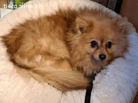 BRIGITTE, ängstliche Hündin, ca. 2 Jahre, 34cm