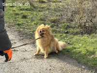 BRIGITTE, ängstliche Hündin, ca. 2 Jahre, 34cm