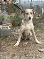 Brixton, sensibler, wunderschöner Vierbeiner