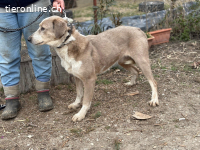 Brixton, sensibler, wunderschöner Vierbeiner