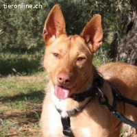 Browi - sucht geduldige und liebevolle Menschen