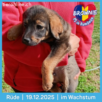 Brownie- ein kleiner Schoko-Glück auf vier Pfoten
