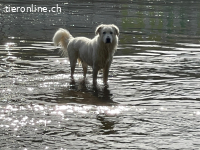 Bruce sucht ein neues zuhause